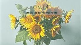  Presentation with sunflowers - PPT theme featuring bouquet-of-beautiful-sunflowers background and a sky blue colored foreground