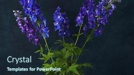  Presentation with flowers - Slide deck having bouquet-of-blue-delphinium-flowers background and a wine colored foreground