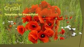  Presentation with summer flowers - Presentation featuring bouquet of bright red poppy flowers in summer background and a tawny brown colored foreground