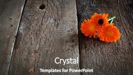  Presentation with calendula - PPT theme with bouquet of calendula calendula officinalis background and a dark gray colored foreground