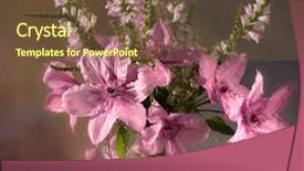  Presentation with clematis - Colorful theme enhanced with bouquet of clematis backdrop and a tawny brown colored foreground