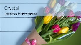  Presentation with tulips - Colorful slide deck enhanced with bouquet-of-color-tulips backdrop and a light blue colored foreground