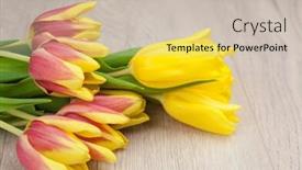  Presentation with announcement - Beautiful slides featuring bouquet-of-colorful-tulips backdrop and a soft green colored foreground
