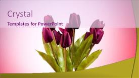  Presentation with tulips - Presentation theme with bouquet-of-colorful-tulips background and a pink colored foreground