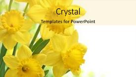  Presentation with daffodil - Amazing presentation theme having bouquet of daffodil flower backdrop and a yellow colored foreground