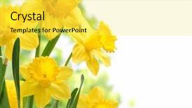  Presentation with daffodil - Cool new theme with bouquet of daffodil flowers backdrop and a yellow colored foreground