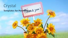  Presentation with daisy - Slide set consisting of bouquet-of-daisy-flowers background and a light blue colored foreground