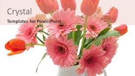  Presentation with daisy - Theme consisting of bouquet of daisy gerberas and tulips background and a coral colored foreground