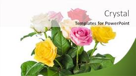  Presentation with white flowers - Beautiful PPT theme featuring bouquet-of-flowers-roses-isolated backdrop and a white colored foreground