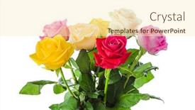  Presentation with white flowers - Amazing presentation design having bouquet-of-flowers-roses-isolated backdrop and a cream colored foreground