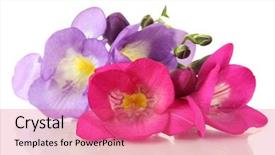  Presentation with flower - Presentation design enhanced with bouquet of freesias flower isolated background and a coral colored foreground