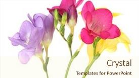  Presentation with lotus flower white water lily - Amazing slides having bouquet of freesias flower isolated backdrop and a cream colored foreground