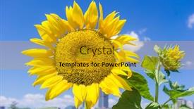  Presentation with sky blue - PPT theme with bouquet-of-fresh-blooming-sunflowers background and a gold colored foreground