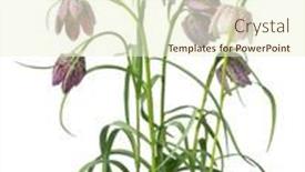  Presentation with white flowers - Colorful PPT theme enhanced with bouquet-of-fresh-fritillaria-flowers backdrop and a cream colored foreground