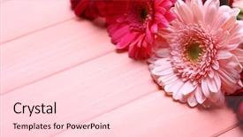  Presentation with daisy - PPT theme with bouquet of fresh gerbers background and a lemonade colored foreground