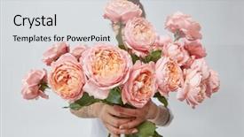  Presentation with singled green pink rose - Audience pleasing PPT theme consisting of bouquet of fresh pink roses backdrop and a light gray colored foreground