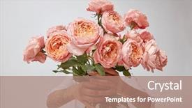  Presentation with pink and white roses - PPT theme consisting of bouquet of fresh pink roses background and a coral colored foreground
