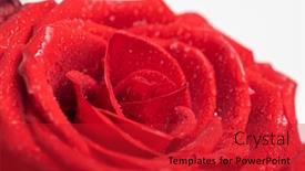  Presentation with floral - Slide deck having bouquet-of-fresh-roses-floral background and a crimson colored foreground