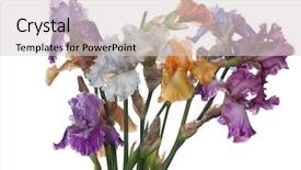  Presentation with iris - Slides featuring cute little girl with blond curly hair and brown eyes a nice smile dressed as santa claus with the big gold clock hands studio portrait on white background background and a sky blue colored foreground