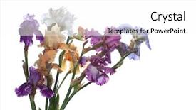  Presentation with iris - Amazing slides having bouquet of iris flowers isolated on white background backdrop and a white colored foreground