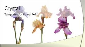  Presentation with iris - Theme consisting of bouquet of iris flowers isolated on white background background and a white colored foreground