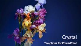  Presentation with iris - Theme enhanced with bouquet of iris flowers isolated on dark violett background background and a navy blue colored foreground