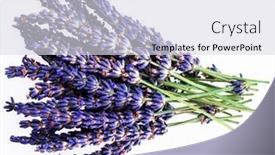  Presentation with lavender flowers - PPT layouts featuring bouquet-of-lavender-flowers-closeup background and a light gray colored foreground