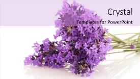  Presentation with lavender flowers - Colorful PPT theme enhanced with bouquet of lavender sprigs isolated backdrop and a lilac colored foreground
