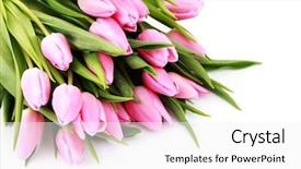 Presentation with pink white - Cool new presentation theme with bouquet of lovely pink tulips backdrop and a  colored foreground