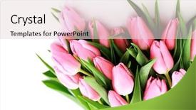  Presentation with pink and white roses country - Cool new presentation design with bouquet of lovely pink tulips backdrop and a lemonade colored foreground