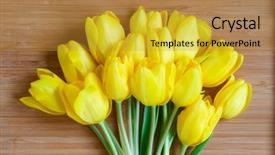  Presentation with tulips - Theme with bouquet of many yellow tulips on bamboo board background and a gold colored foreground