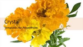  Presentation with white flowers - Colorful PPT theme enhanced with bouquet of marigold flowers isolated backdrop and a gold colored foreground