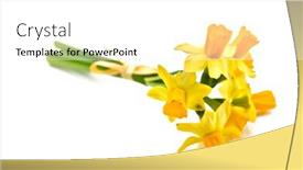 Presentation with narcissus - Slide deck with bouquet of narcissus isolated on white background and a white colored foreground