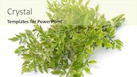  Presentation with flamingo - Audience pleasing presentation design consisting of bouquet-of-oenanthe-javanica-flamingo backdrop and a blonde colored foreground