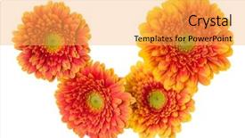  Presentation with gerbera daisy pink flower - Slide deck enhanced with bouquet of orange gerbera flower background and a yellow colored foreground