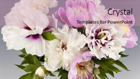 Presentation with peony - Amazing presentation design having bouquet of pink and white peony flowers on gray background studio shot backdrop and a soft green colored foreground