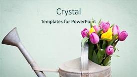  Presentation with pink silk - Amazing slide deck having bouquet of pink and yelow backdrop and a  colored foreground