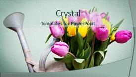  Presentation with pink silk - Beautiful PPT theme featuring bouquet of pink and yelow backdrop and a lemonade colored foreground