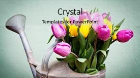  Presentation with silver - Colorful theme enhanced with bouquet of pink and yelow backdrop and a  colored foreground