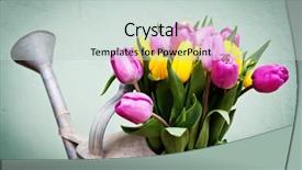 Presentation with tulips - Colorful slide set enhanced with bouquet of pink and yelow backdrop and a  colored foreground
