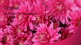  Presentation with chrysanthemum - Slide deck featuring bouquet of pink autumn chrysanthemum close up background and a red colored foreground