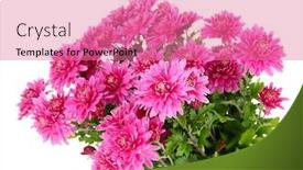 Presentation with chrysanthemum - Cool new presentation theme with bouquet of pink autumn chrysanthemum isolated on white backdrop and a coral colored foreground