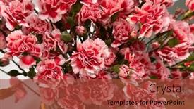  Presentation with flowers vase - Presentation design featuring bouquet-of-pink-carnation-flowers background and a red colored foreground