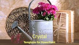  Presentation with chrysanthemum - Cool new PPT theme with bouquet of pink chrysanthemum in watering can on wooden table backdrop and a tawny brown colored foreground