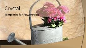  Presentation with chrysanthemum - Cool new slide deck with bouquet of pink chrysanthemum in watering can on wooden table backdrop and a lemonade colored foreground