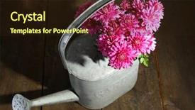  Presentation with chrysanthemum - Presentation theme featuring bouquet of pink chrysanthemum in watering can on wooden table background and a wine colored foreground