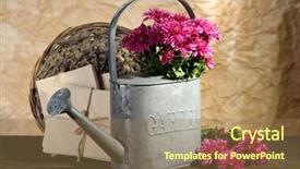  Presentation with chrysanthemum - Beautiful PPT theme featuring bouquet of pink chrysanthemum in watering can on wooden table backdrop and a coral colored foreground
