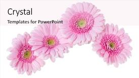  Presentation with gerbera daisy pink flower - Colorful slide set enhanced with bouquet of pink gerbera flower backdrop and a lemonade colored foreground