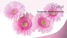  Presentation with heads - Audience pleasing presentation theme consisting of bouquet-of-pink-gerbera-flower backdrop and a lemonade colored foreground