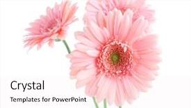  Presentation with pink white - Amazing PPT theme having bouquet of pink gerberas isolated on white backdrop and a sky blue colored foreground